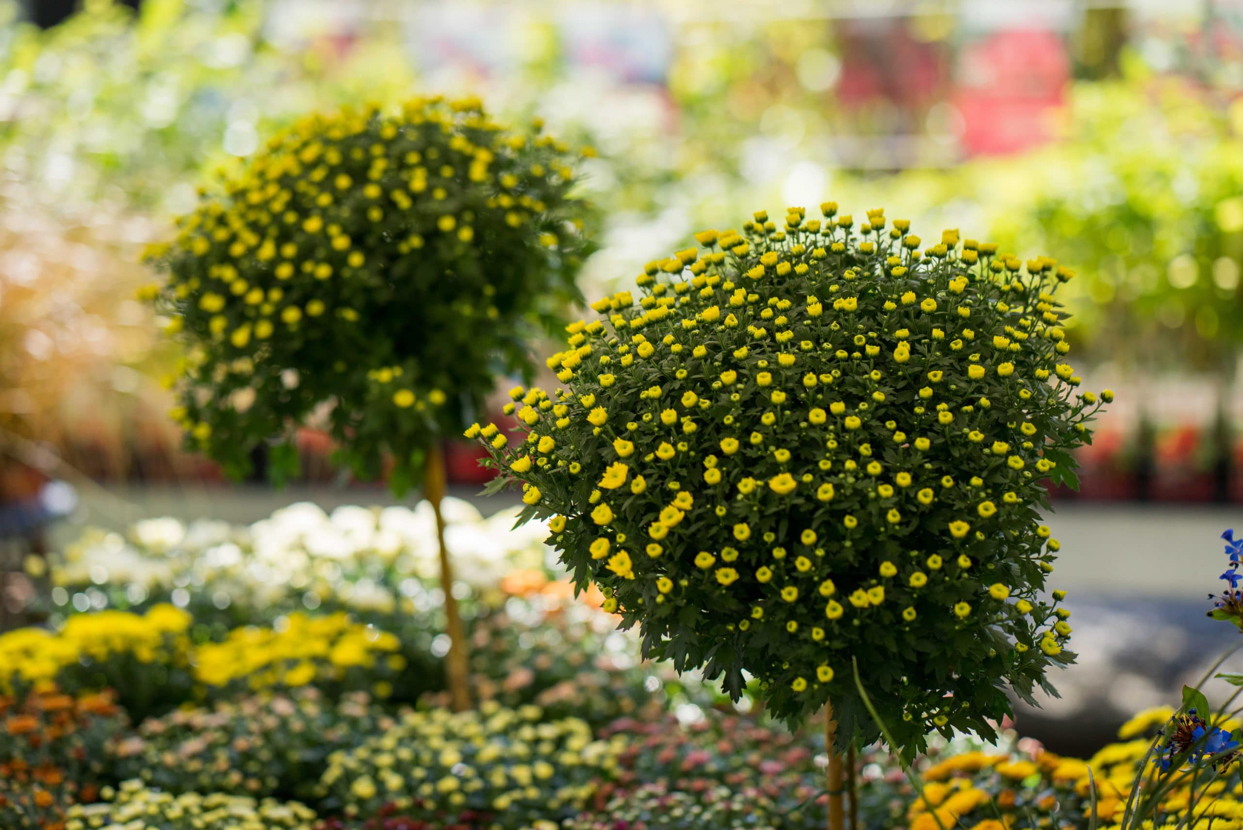 Gosteli Gartenbau00704