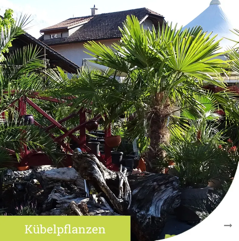 Kübelpflanzen