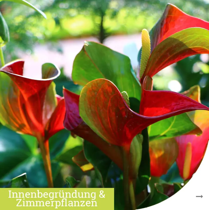 Innenbegrünung und Zimmerpflanzen